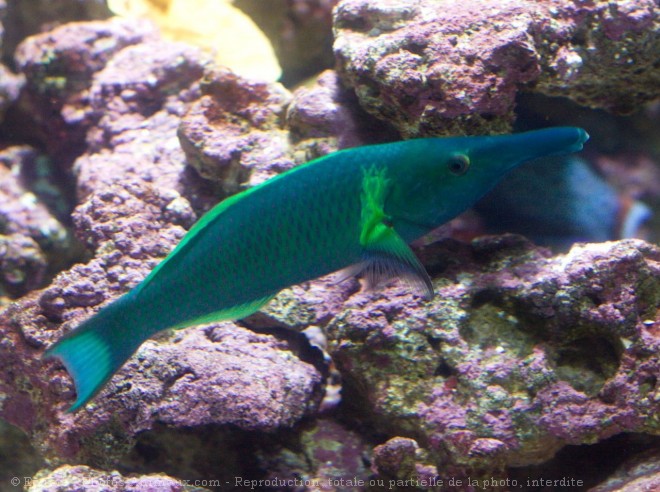 Photo de Poissons exotiques