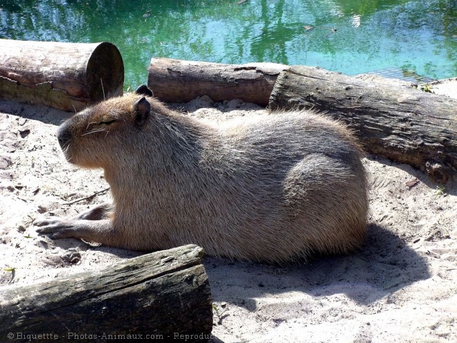 Photo de Cabiai ou capybara