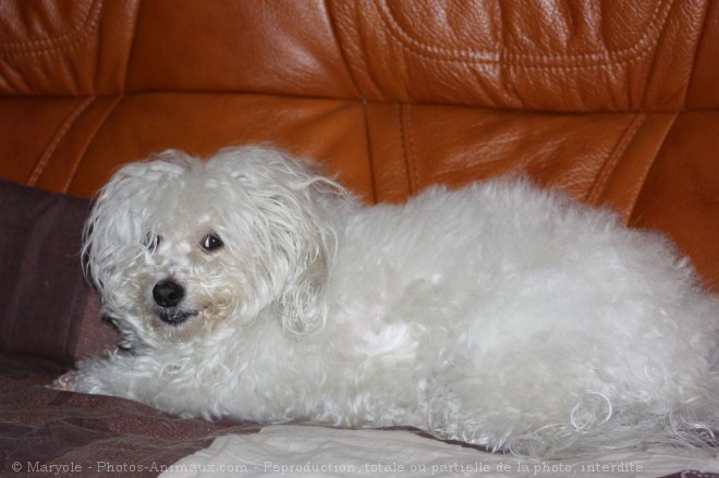 Photo de Coton de tulear