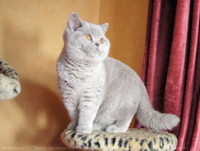 Photo de British shorthair