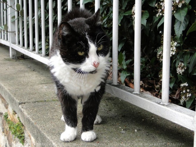 Photo de Chat domestique