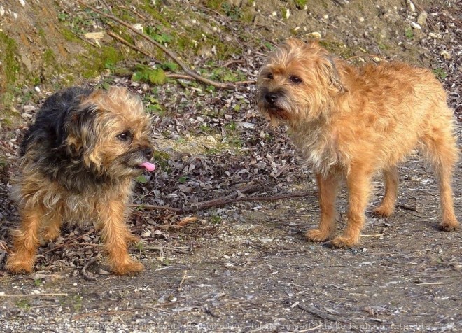 Photo de Border terrier