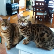 Photo de Bengal