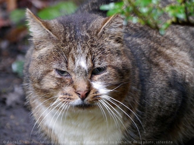 Photo de Chat domestique