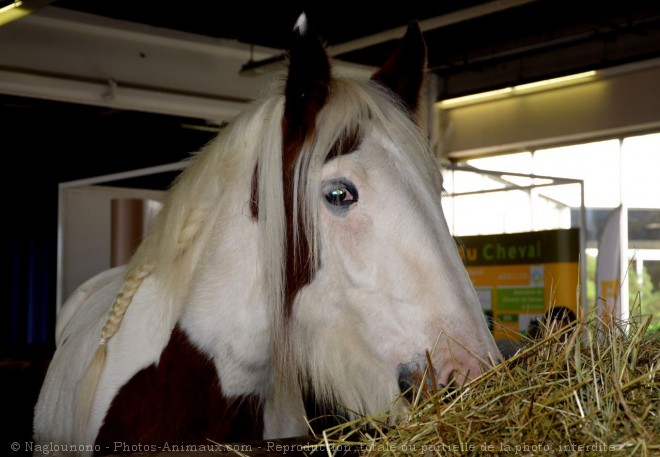 Photo d'Irish cob