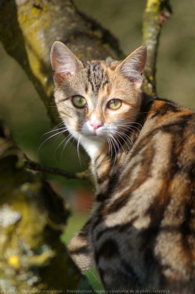 Photo de Chat domestique