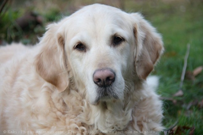 Photo de Golden retriever