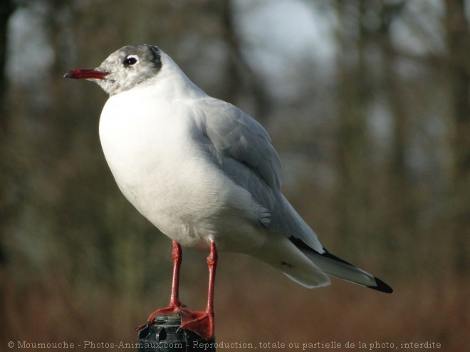 Photo de Mouette