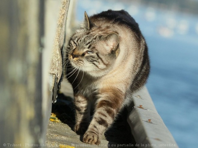 Photo de Chat domestique