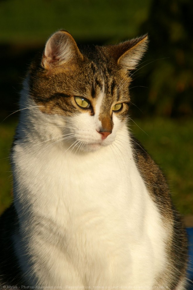 Photo de Chat domestique