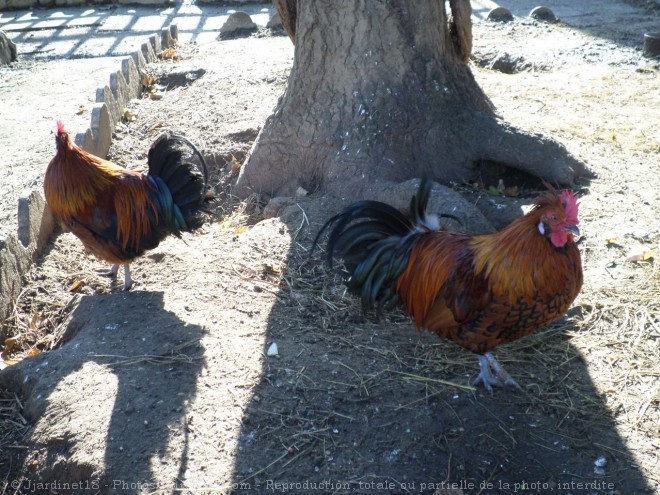 Photo de Poule