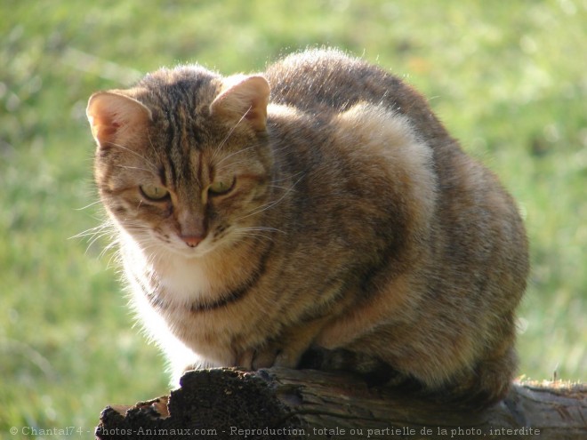 Photo de Chat domestique