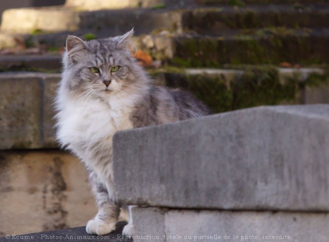 Photo de Chat domestique