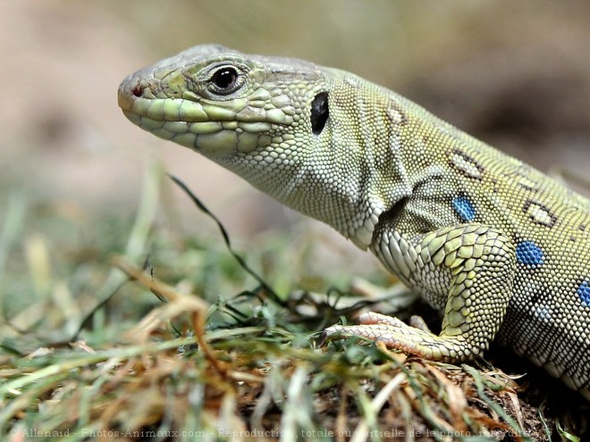 Photo de Lezard