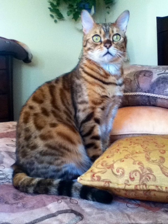 Photo de Bengal