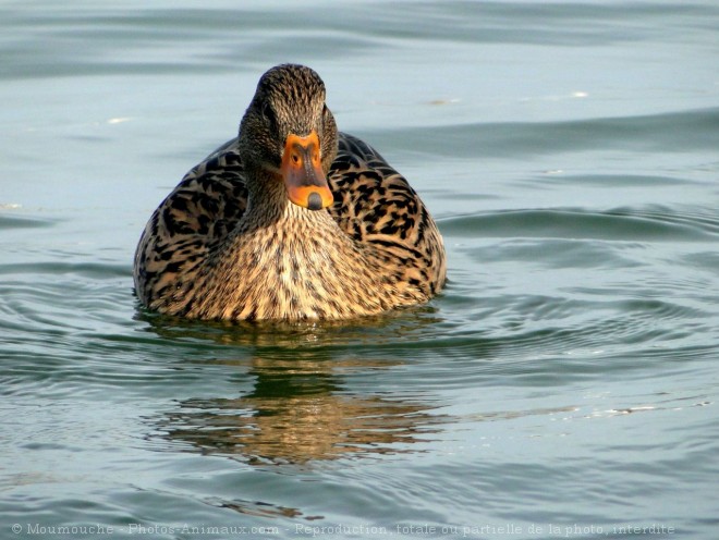 Photo de Canard colvert