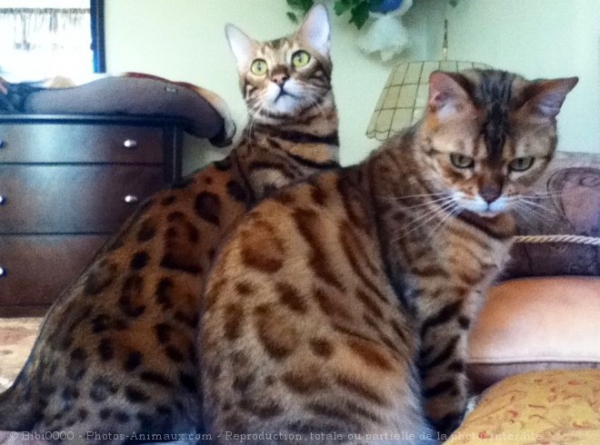 Photo de Bengal