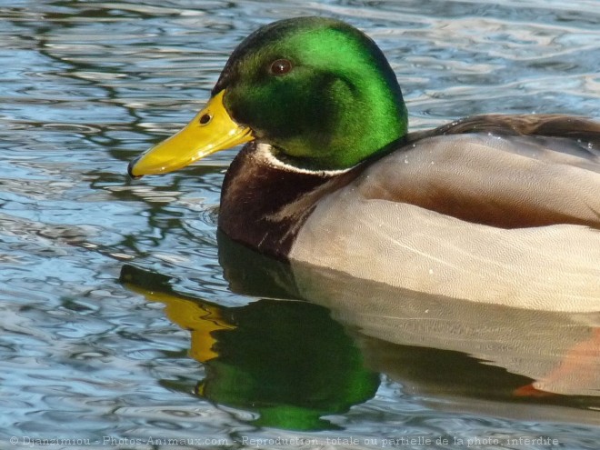 Photo de Canard colvert