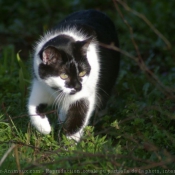 Photo de Chat domestique