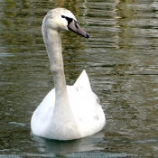 Photo de Cygne