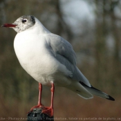 Photo de Mouette