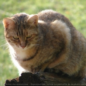 Photo de Chat domestique