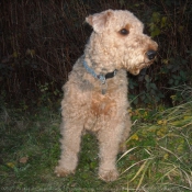 Photo d'Airedale terrier