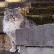 Photo de Chat domestique