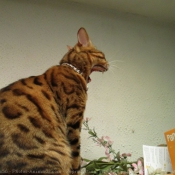 Photo de Bengal