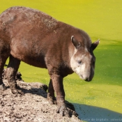 Photo de Tapir