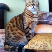 Photo de Bengal