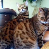 Photo de Bengal