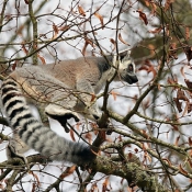 Photo de Lmurien - maki catta