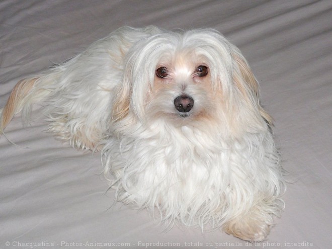 Photo de Coton de tulear