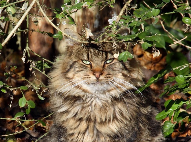 Photo de Chat domestique