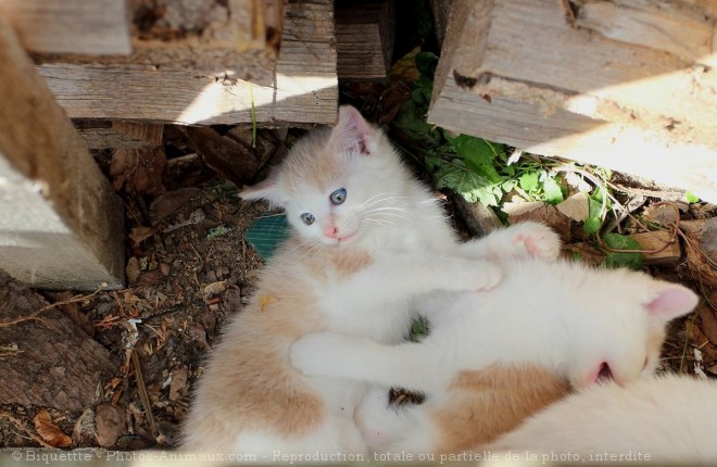 Photo de Chat domestique