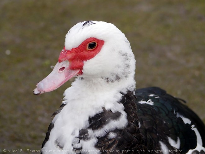 Photo de Canard de barbarie