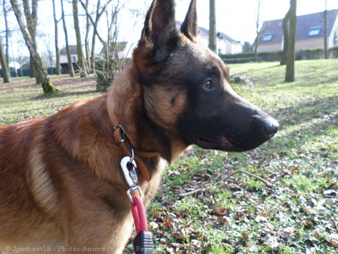 Photo de Berger belge malinois