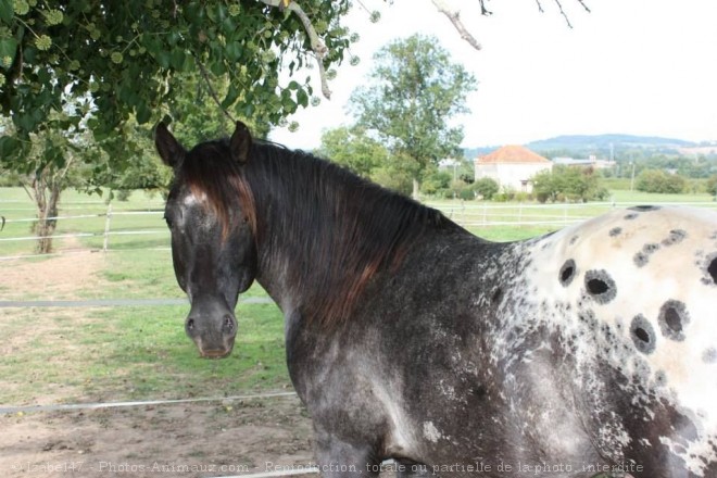 Photo d'Appaloosa