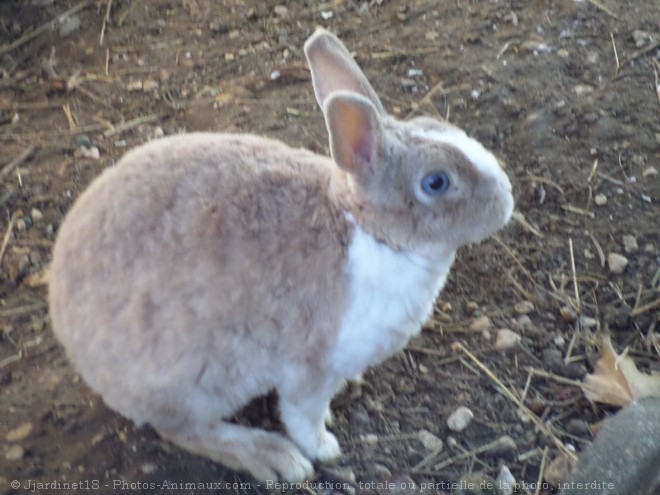 Photo de Lapin