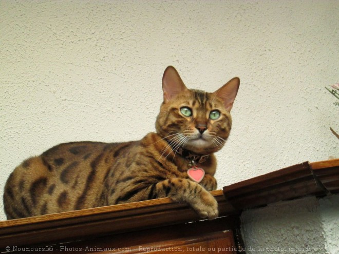 Photo de Bengal