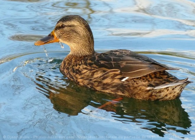 Photo de Canard colvert