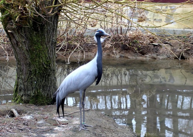 Photo de Grue demoiselle