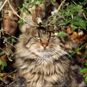 Photo de Chat domestique