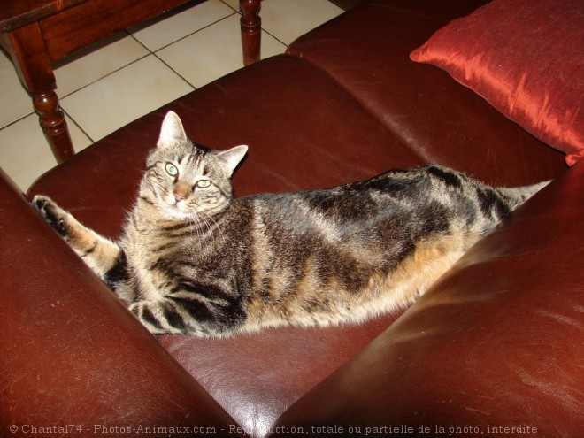 Photo de Chat domestique