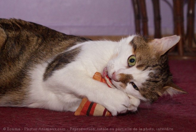 Photo de Chat domestique