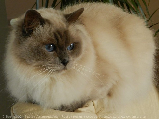 Photo de Ragdoll