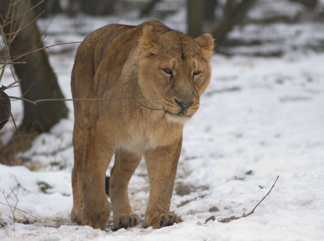 Photo de Lion