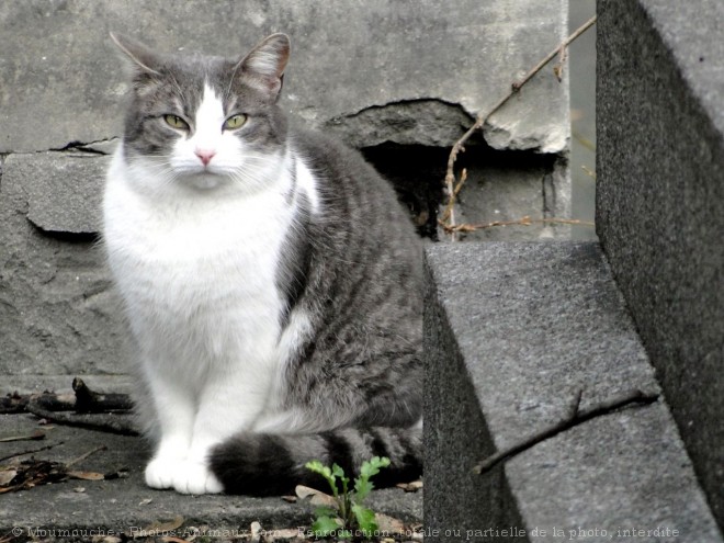 Photo de Chat domestique