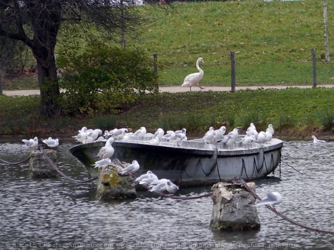 Photo de Mouette